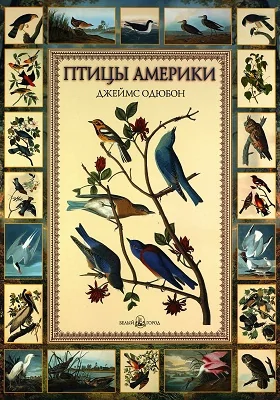 Птицы Америки. Джеймс Одюбон