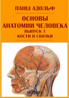 Основы анатомии человека